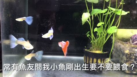 適合户外養的魚